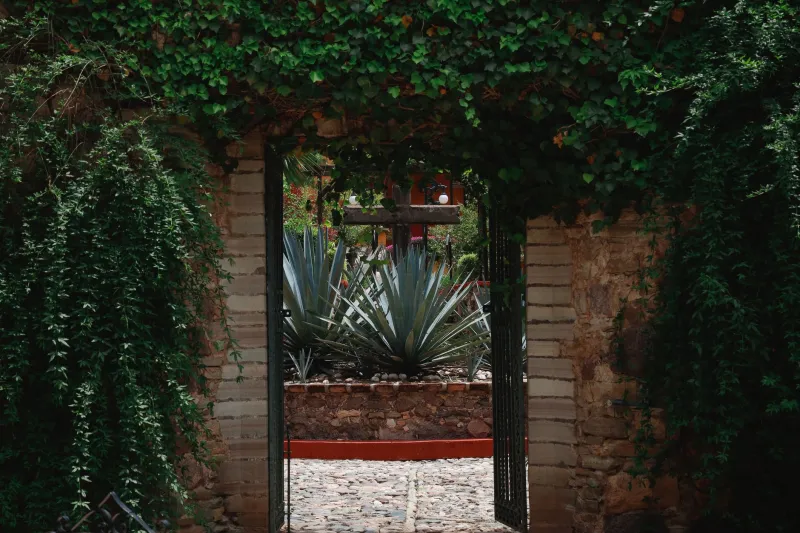 When the Distillery Becomes the Dining Room: Jalisco's Agave-to-Table Revolution