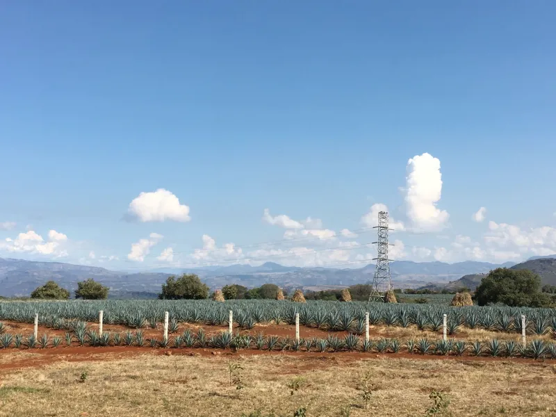 Why Two Jalisco Tequilas Can Taste Nothing Alike: It All Starts With the Ground