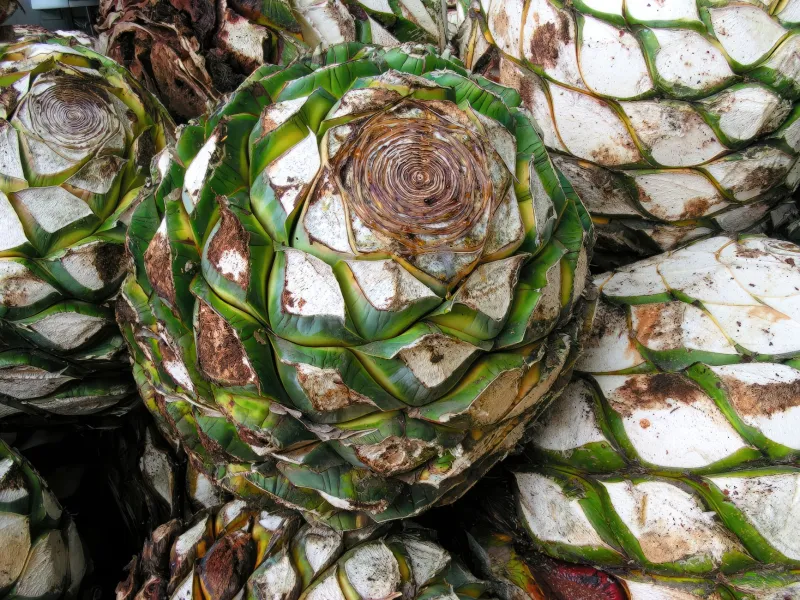 Sip Slow, Taste Deep: What America Gets Wrong About Drinking Tequila